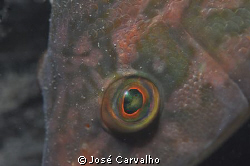 This wrasse was taking a nap. Nikkor 105mm. by José Carvalho 